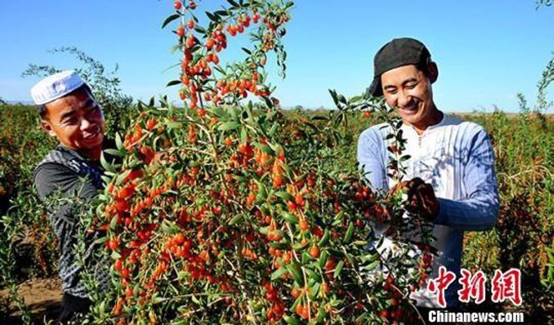 湖北省甘肃商会:一个促进两地经济文化交流的重要平台